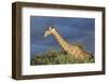 Africa, Namibia, Etosha National Park. Giraffe in Camel Thorn Tree-Jaynes Gallery-Framed Photographic Print