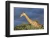 Africa, Namibia, Etosha National Park. Giraffe in Camel Thorn Tree-Jaynes Gallery-Framed Photographic Print