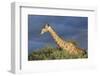 Africa, Namibia, Etosha National Park. Giraffe in Camel Thorn Tree-Jaynes Gallery-Framed Photographic Print