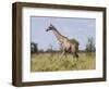 Africa, Namibia, Etosha National Park. Giraffe Walking Through Grasses-Jaynes Gallery-Framed Photographic Print