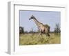 Africa, Namibia, Etosha National Park. Giraffe Walking Through Grasses-Jaynes Gallery-Framed Photographic Print