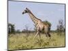 Africa, Namibia, Etosha National Park. Giraffe Walking Through Grasses-Jaynes Gallery-Mounted Photographic Print