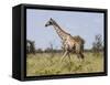 Africa, Namibia, Etosha National Park. Giraffe Walking Through Grasses-Jaynes Gallery-Framed Stretched Canvas