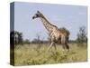 Africa, Namibia, Etosha National Park. Giraffe Walking Through Grasses-Jaynes Gallery-Stretched Canvas