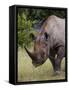 Africa, Namibia, Etosha National Park. Head and Shoulders of Rhinoceros-Jaynes Gallery-Framed Stretched Canvas