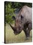 Africa, Namibia, Etosha National Park. Head and Shoulders of Rhinoceros-Jaynes Gallery-Stretched Canvas