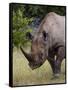 Africa, Namibia, Etosha National Park. Head and Shoulders of Rhinoceros-Jaynes Gallery-Framed Stretched Canvas