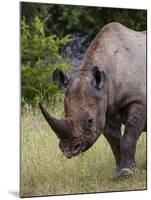 Africa, Namibia, Etosha National Park. Head and Shoulders of Rhinoceros-Jaynes Gallery-Mounted Premium Photographic Print