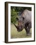 Africa, Namibia, Etosha National Park. Head and Shoulders of Rhinoceros-Jaynes Gallery-Framed Photographic Print