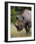 Africa, Namibia, Etosha National Park. Head and Shoulders of Rhinoceros-Jaynes Gallery-Framed Photographic Print