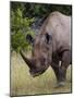 Africa, Namibia, Etosha National Park. Head and Shoulders of Rhinoceros-Jaynes Gallery-Mounted Photographic Print