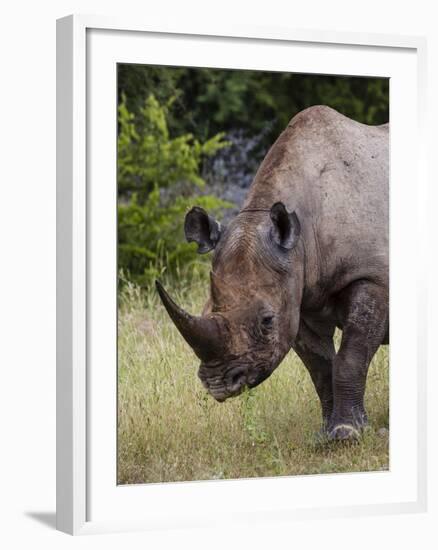 Africa, Namibia, Etosha National Park. Head and Shoulders of Rhinoceros-Jaynes Gallery-Framed Photographic Print