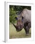 Africa, Namibia, Etosha National Park. Head and Shoulders of Rhinoceros-Jaynes Gallery-Framed Photographic Print