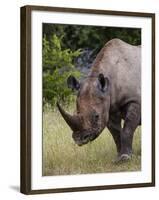 Africa, Namibia, Etosha National Park. Head and Shoulders of Rhinoceros-Jaynes Gallery-Framed Photographic Print