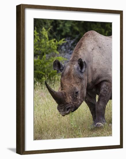 Africa, Namibia, Etosha National Park. Head and Shoulders of Rhinoceros-Jaynes Gallery-Framed Photographic Print