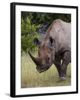 Africa, Namibia, Etosha National Park. Head and Shoulders of Rhinoceros-Jaynes Gallery-Framed Photographic Print