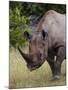 Africa, Namibia, Etosha National Park. Head and Shoulders of Rhinoceros-Jaynes Gallery-Mounted Photographic Print