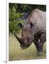 Africa, Namibia, Etosha National Park. Head and Shoulders of Rhinoceros-Jaynes Gallery-Framed Photographic Print