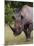 Africa, Namibia, Etosha National Park. Head and Shoulders of Rhinoceros-Jaynes Gallery-Mounted Photographic Print