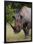 Africa, Namibia, Etosha National Park. Head and Shoulders of Rhinoceros-Jaynes Gallery-Framed Photographic Print