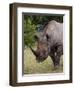 Africa, Namibia, Etosha National Park. Head and Shoulders of Rhinoceros-Jaynes Gallery-Framed Photographic Print