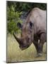 Africa, Namibia, Etosha National Park. Head and Shoulders of Rhinoceros-Jaynes Gallery-Mounted Photographic Print