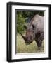 Africa, Namibia, Etosha National Park. Head and Shoulders of Rhinoceros-Jaynes Gallery-Framed Premium Photographic Print