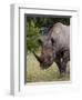 Africa, Namibia, Etosha National Park. Head and Shoulders of Rhinoceros-Jaynes Gallery-Framed Premium Photographic Print