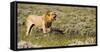 Africa, Namibia, Etosha National Park. Lion Roars over Carcass of Wildebeest-Jaynes Gallery-Framed Stretched Canvas