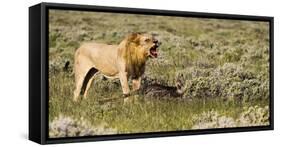 Africa, Namibia, Etosha National Park. Lion Roars over Carcass of Wildebeest-Jaynes Gallery-Framed Stretched Canvas