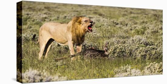 Africa, Namibia, Etosha National Park. Lion Roars over Carcass of Wildebeest-Jaynes Gallery-Stretched Canvas