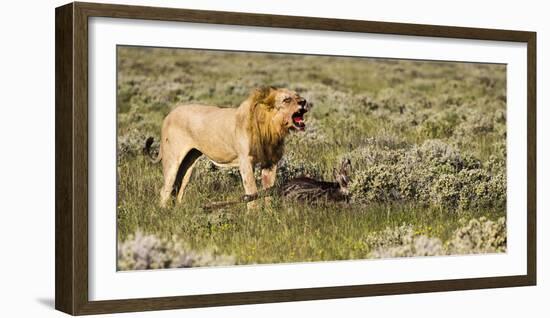 Africa, Namibia, Etosha National Park. Lion Roars over Carcass of Wildebeest-Jaynes Gallery-Framed Photographic Print