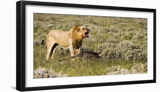 Africa, Namibia, Etosha National Park. Lion Roars over Carcass of Wildebeest-Jaynes Gallery-Framed Photographic Print