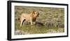 Africa, Namibia, Etosha National Park. Lion Roars over Carcass of Wildebeest-Jaynes Gallery-Framed Photographic Print