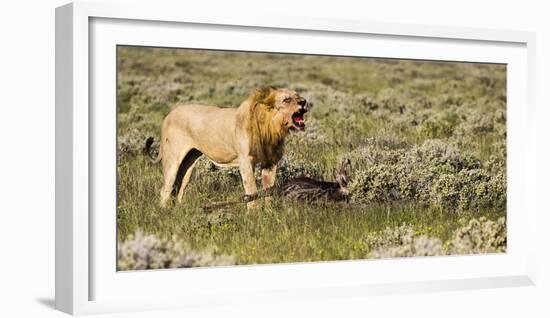 Africa, Namibia, Etosha National Park. Lion Roars over Carcass of Wildebeest-Jaynes Gallery-Framed Photographic Print