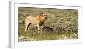 Africa, Namibia, Etosha National Park. Lion Roars over Carcass of Wildebeest-Jaynes Gallery-Framed Photographic Print
