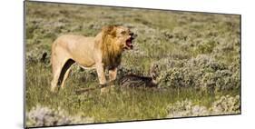 Africa, Namibia, Etosha National Park. Lion Roars over Carcass of Wildebeest-Jaynes Gallery-Mounted Photographic Print