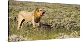Africa, Namibia, Etosha National Park. Lion Roars over Carcass of Wildebeest-Jaynes Gallery-Stretched Canvas