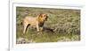 Africa, Namibia, Etosha National Park. Lion Roars over Carcass of Wildebeest-Jaynes Gallery-Framed Photographic Print