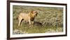 Africa, Namibia, Etosha National Park. Lion Roars over Carcass of Wildebeest-Jaynes Gallery-Framed Photographic Print