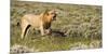 Africa, Namibia, Etosha National Park. Lion Roars over Carcass of Wildebeest-Jaynes Gallery-Mounted Photographic Print