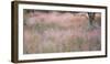 Africa, Namibia, Etosha National Park. Red Grasses Moving in the Wind-Jaynes Gallery-Framed Photographic Print