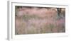 Africa, Namibia, Etosha National Park. Red Grasses Moving in the Wind-Jaynes Gallery-Framed Photographic Print