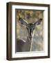 Africa, Namibia, Etosha National Park, Springbok-Hollice Looney-Framed Photographic Print