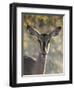 Africa, Namibia, Etosha National Park, Springbok-Hollice Looney-Framed Photographic Print