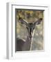 Africa, Namibia, Etosha National Park, Springbok-Hollice Looney-Framed Photographic Print