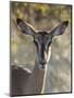 Africa, Namibia, Etosha National Park, Springbok-Hollice Looney-Mounted Photographic Print