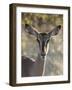 Africa, Namibia, Etosha National Park, Springbok-Hollice Looney-Framed Photographic Print