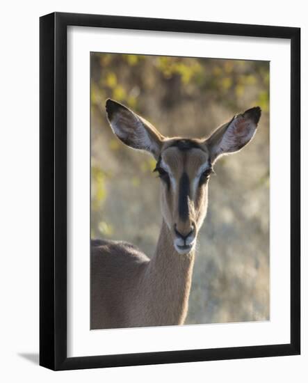Africa, Namibia, Etosha National Park, Springbok-Hollice Looney-Framed Photographic Print