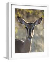 Africa, Namibia, Etosha National Park, Springbok-Hollice Looney-Framed Photographic Print